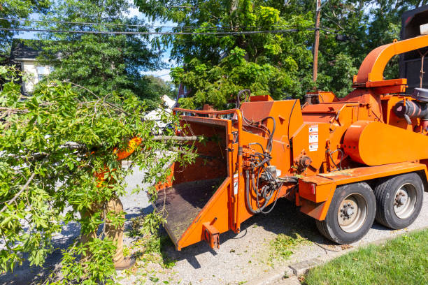 Best Large Tree Removal  in Thatcher, UT